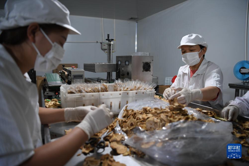 开心川麻有电脑版吗